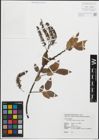 Foto von Salix kusanoi C. K. Schneid.